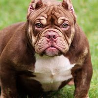 TNT KENNEL