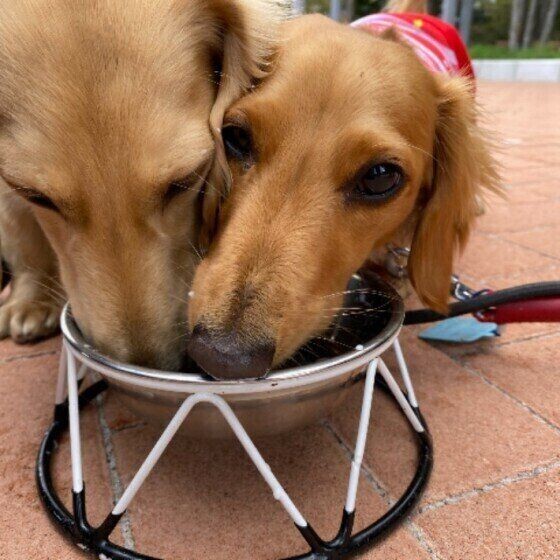 犬の経口補水液ってあるの 人用との違いも