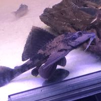 宜蘭養魚交流