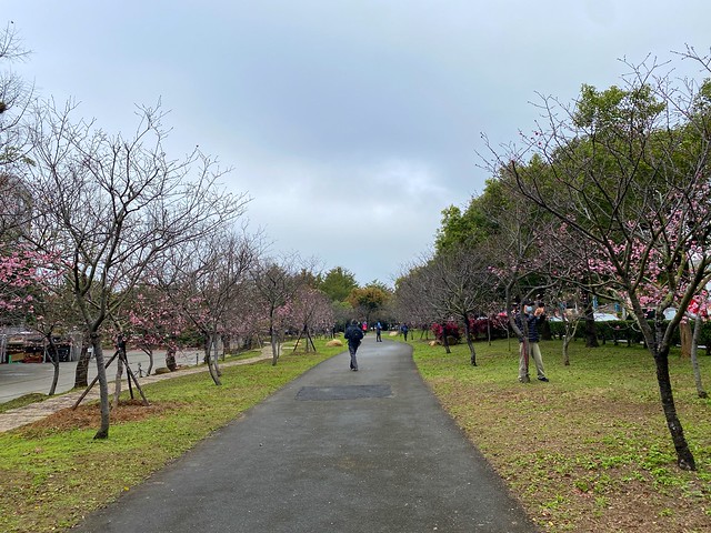 后里崴立機電櫻花公園