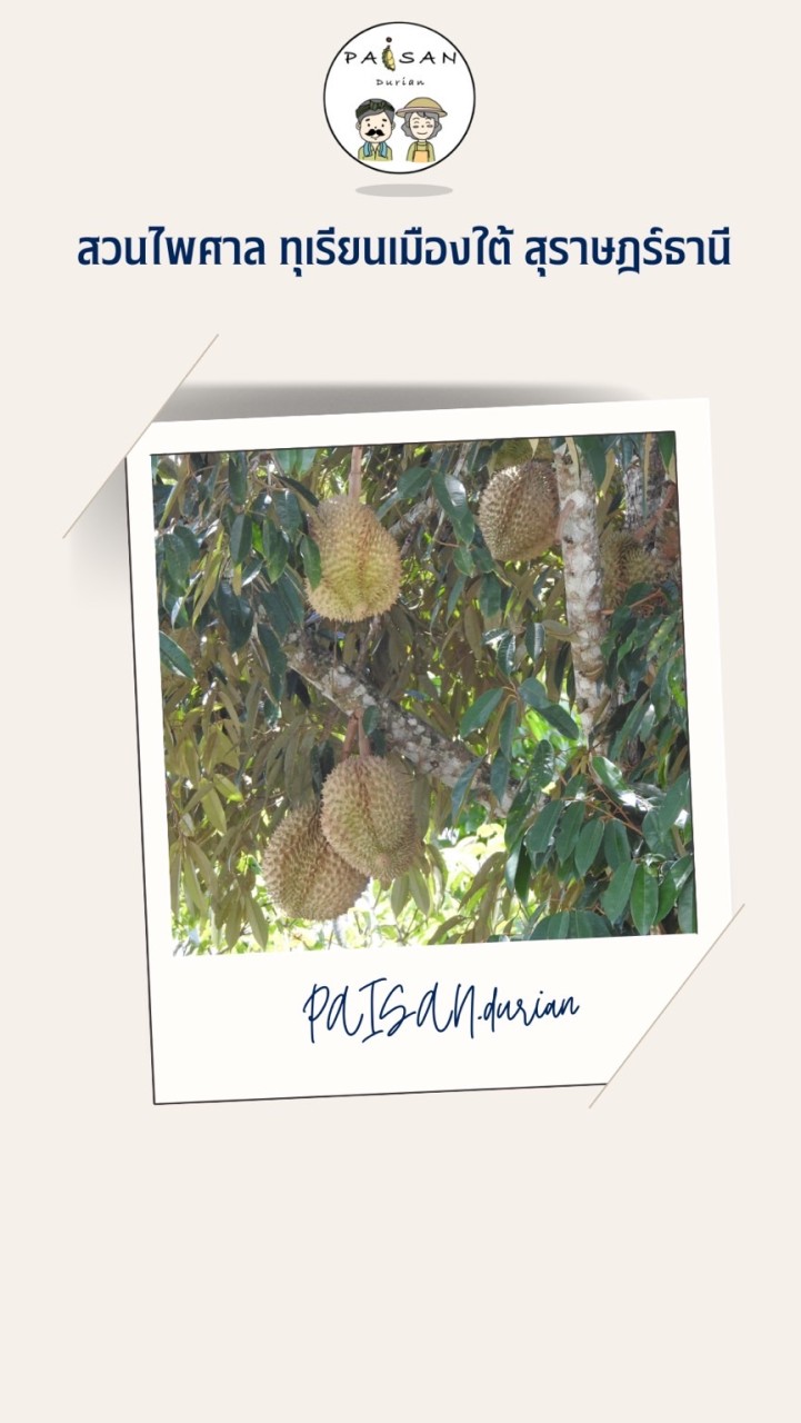PAISAN.Durian