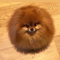 博美犬交流平台