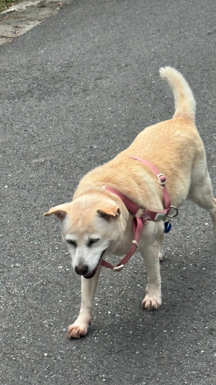 ✨19th愛狗社🐶 幹部&社員🫶