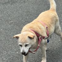✨19th愛狗社🐶 幹部&社員🫶