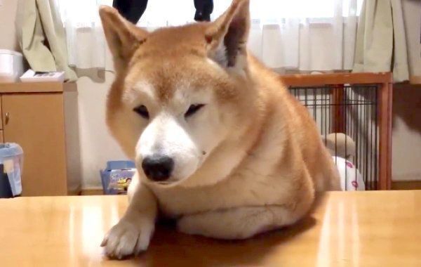 圧が すごい 柴犬が飼い主を見下ろすワケにジワる