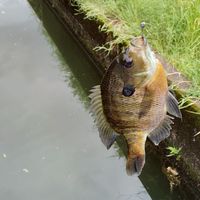 【釣り】雑談
