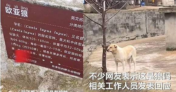 動物園 狼園 養的是狗 遊客見荒謬畫面傻了 園方揭原因 Ctwant Line Today