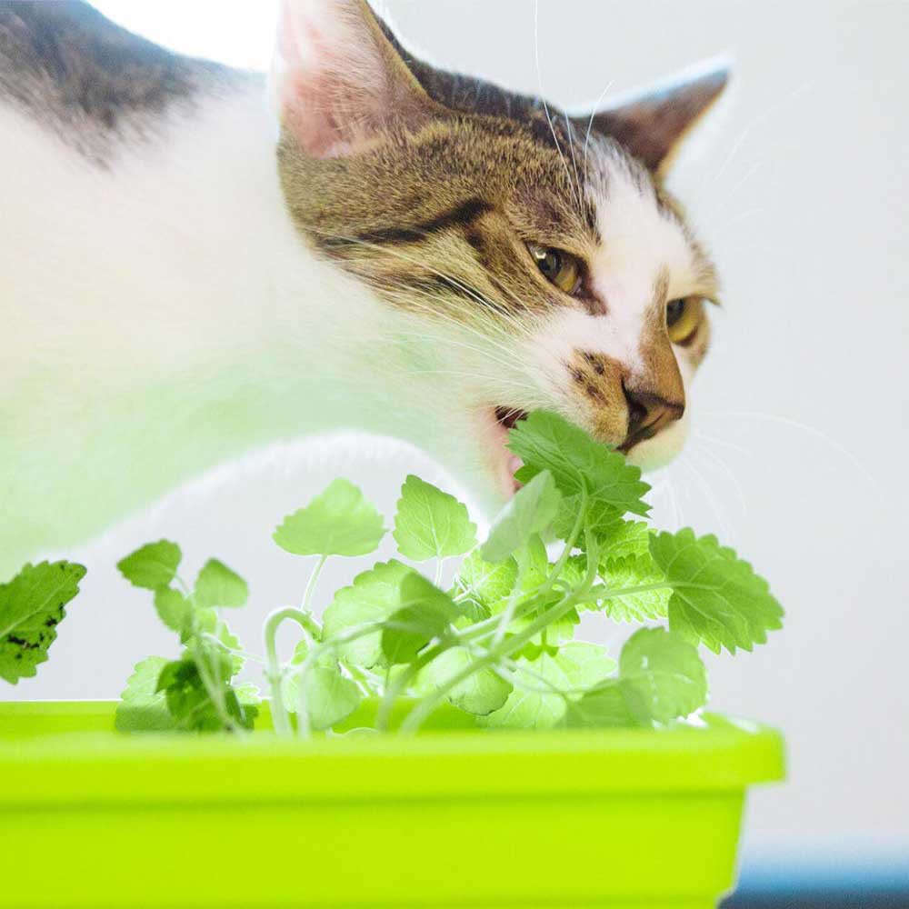 【青菜笠】貓薄荷種子《屋外生活》