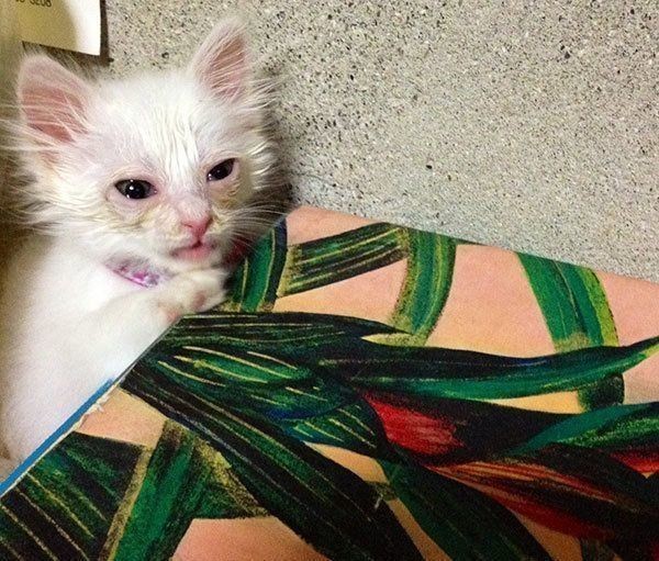 猫のために田舎に家を建てた 人生が激変した猫飼いさん