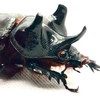 兜著走歡樂競標販售群