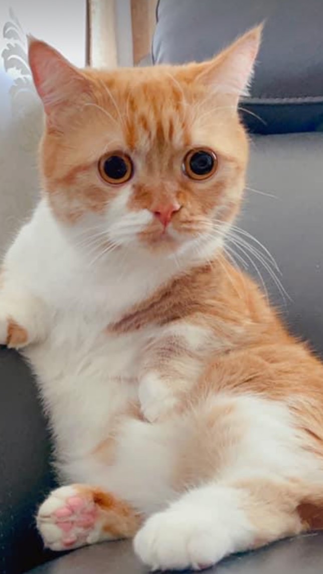 旺喵柑仔舖🐱