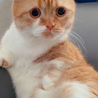 旺喵柑仔舖🐱
