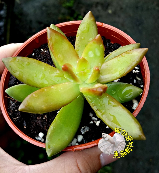 [銘月] 活體多肉植物 3吋多肉植栽 組合盆栽 半日照佳 送禮首選小盆栽