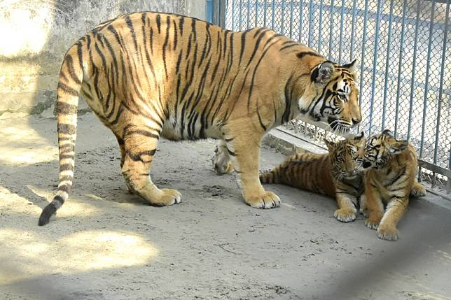 Asia Album: Rare white tigers revive zoo in Bangladesh-Xinhua