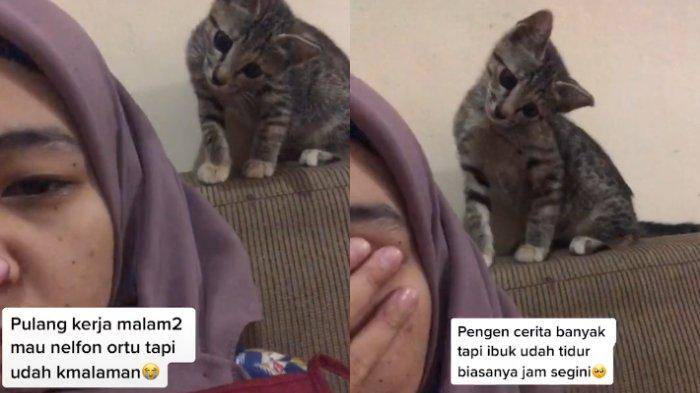 VIRAL Video Kucing Tunjukkan Kasih Sayang pada Pemiliknya yang 