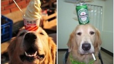 超級可愛！十大療癒系名犬出擊