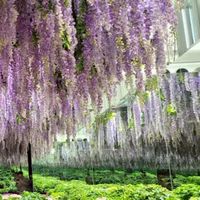 0501可樂韓國四日