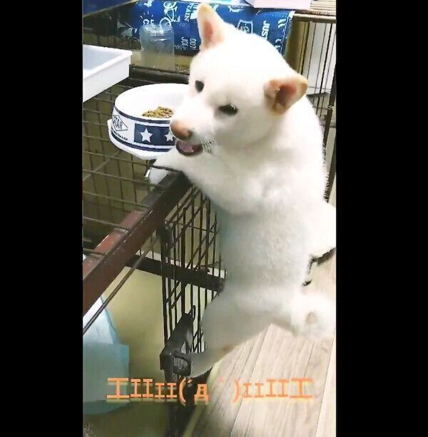 人にピタッとひっつく犬たち ひっつきたい理由がかわいすぎる