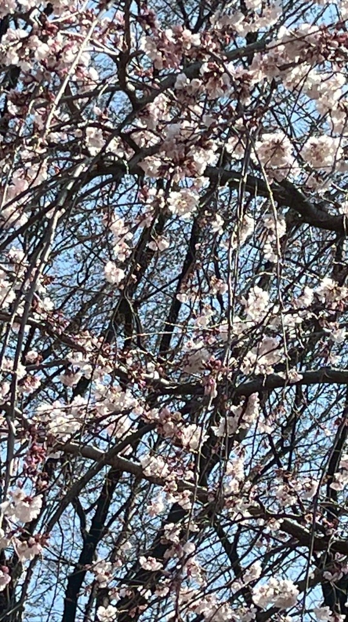 ［東京］板前ちっちが主催するお花見🌸イベント3/29日曜日