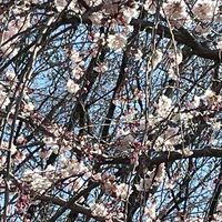 ［東京］板前ちっちが主催するお花見🌸イベント3/29日曜日