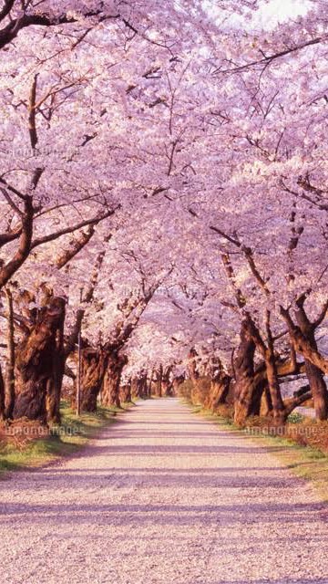 将棋カフェ☕️花模様🌸のオープンチャット