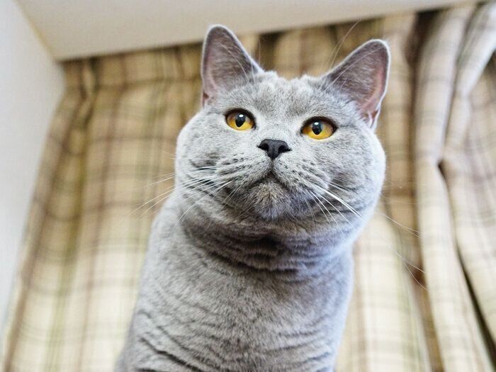 厚着な猫と薄着な猫