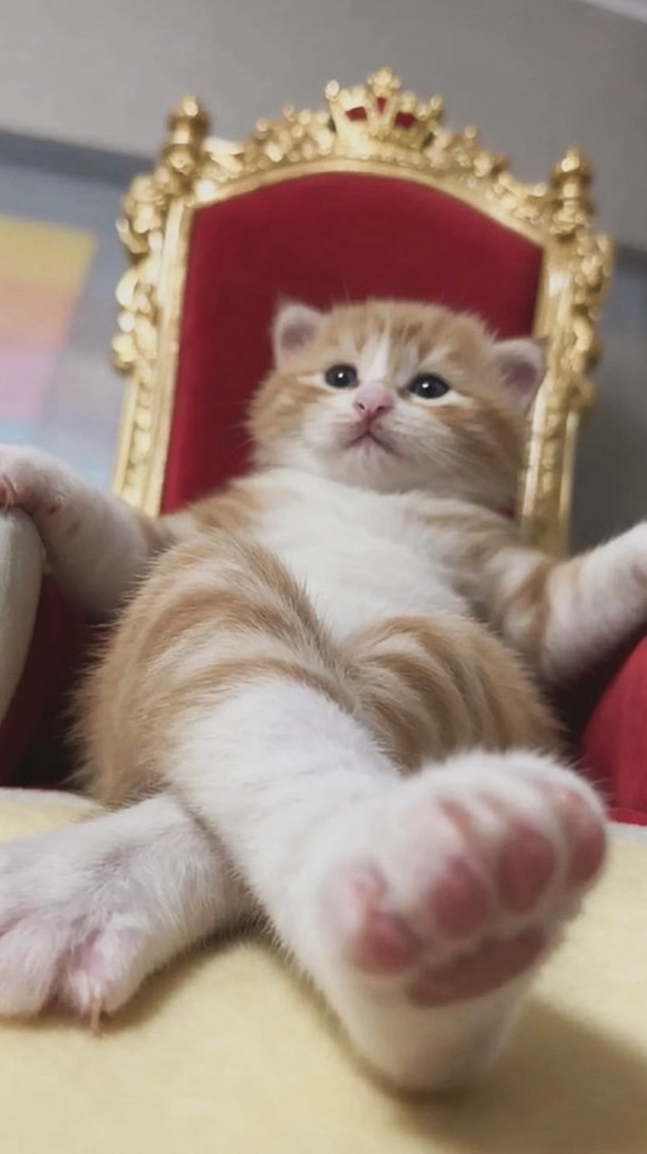 桃園貓咪大小事