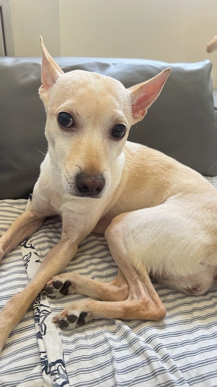 尋找白色米克斯小九