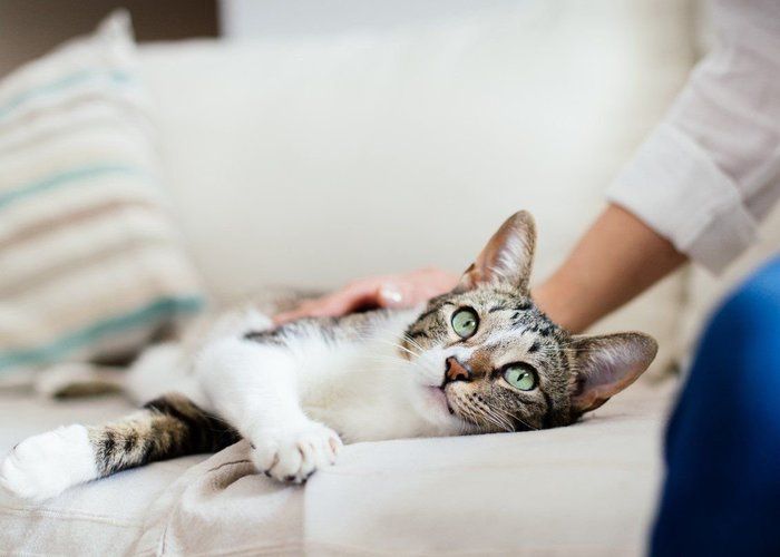 1 412名に調査 猫アレルギーで猫を飼っている割合