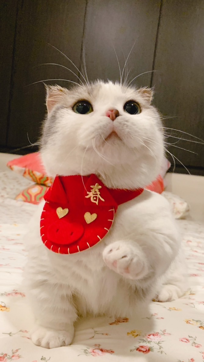 CatSlave🐱