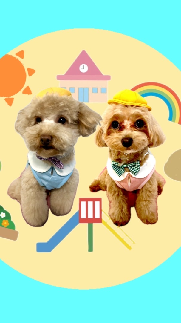 おしゃべりトイプーとお返事マルプー🦖🧸こことちゃむ