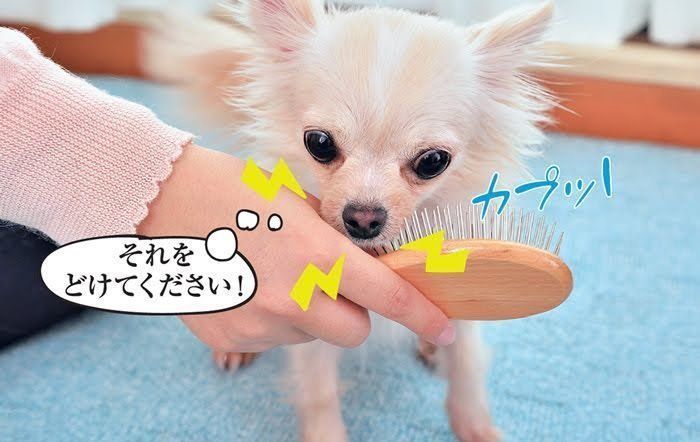 犬が噛む理由を犬の気持ちで考えたらやめさせ方がわかった