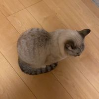 沖縄県保護猫ちゃん🐈