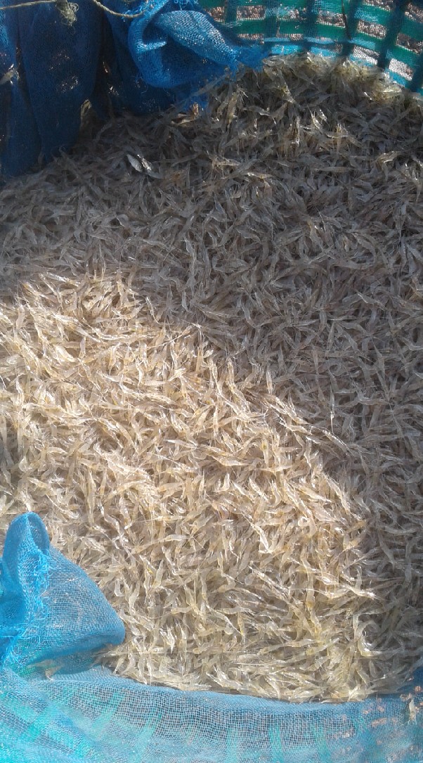 กุ้งฝอย