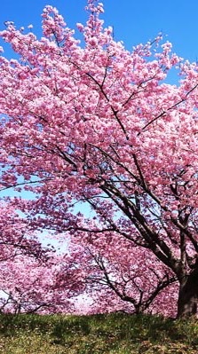 いのりの開運部屋