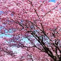 いのりの開運部屋
