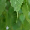 WP242ห้องเรียนวิทันตสาสมาธิออนไลน์ รุ่น 4