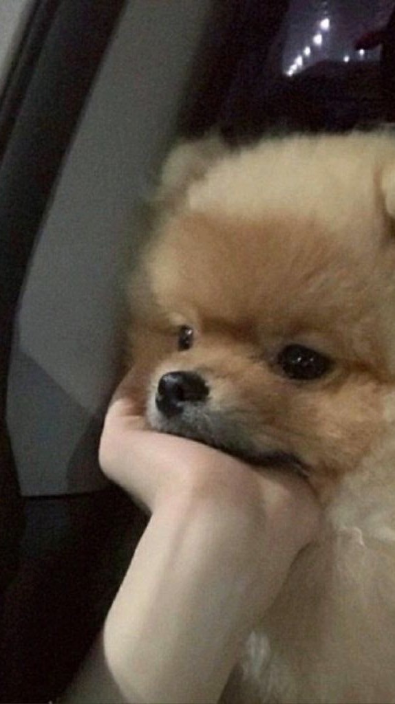 • แจกคำสั่งภาพ Gemini •