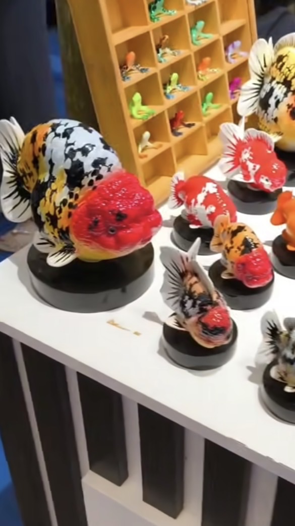 BV觀賞魚團購互聯平台
