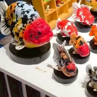 BV觀賞魚團購互聯平台