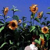 ＊ 最愛の果て｜虹桃壁打ち ＊