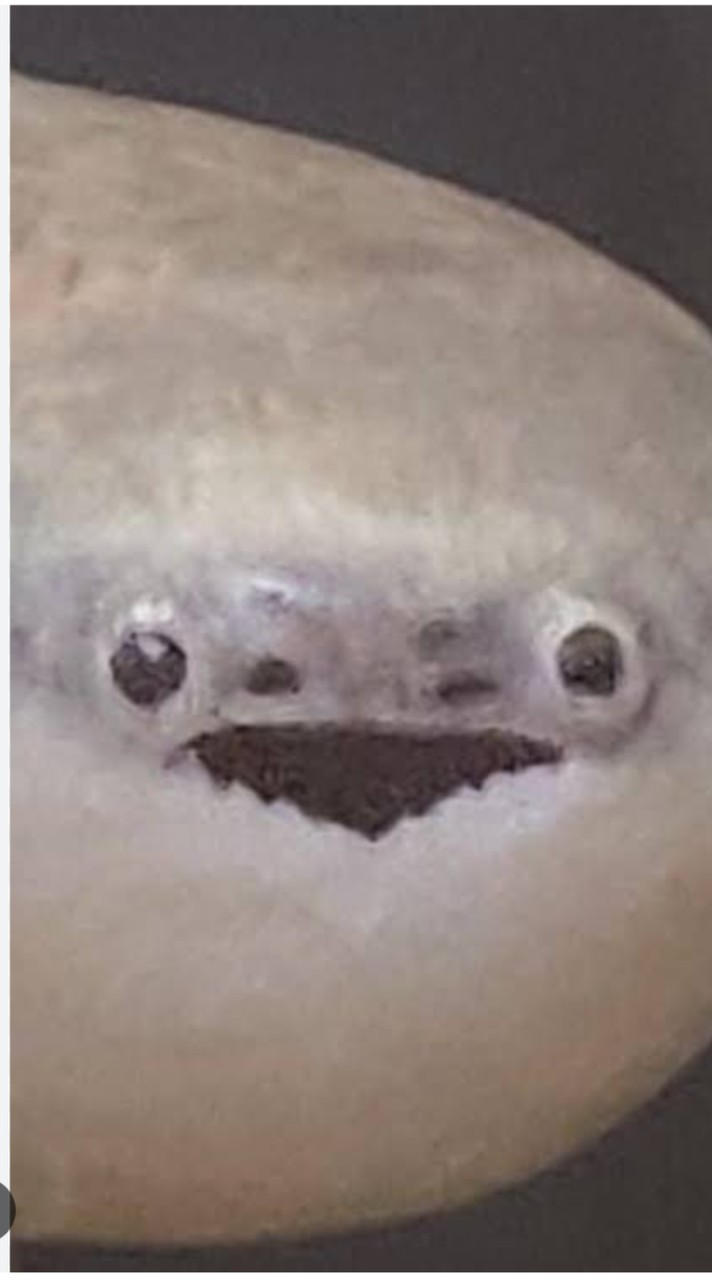 新無言で面白い画像貼ろうぜ