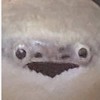 新無言で面白い画像貼ろうぜ