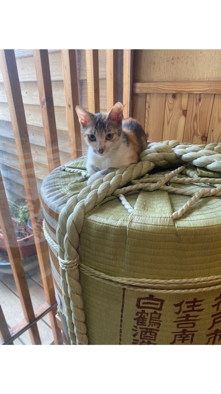 億德大島割烹日本料理🍣