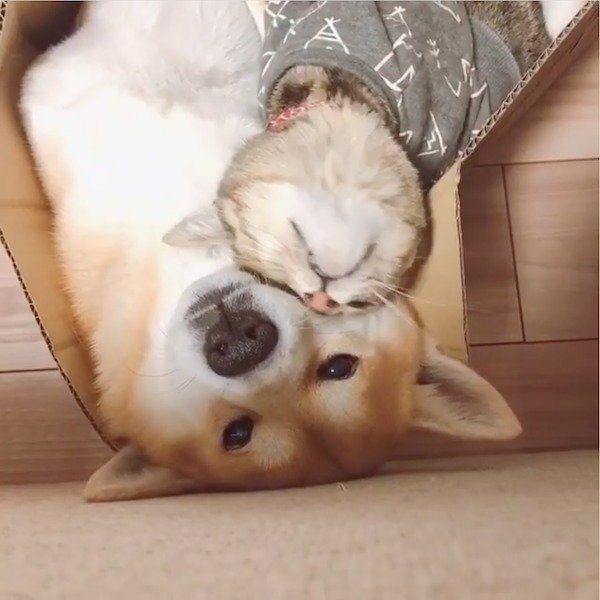 犬の上に猫を乗せたら 癒しの極み に