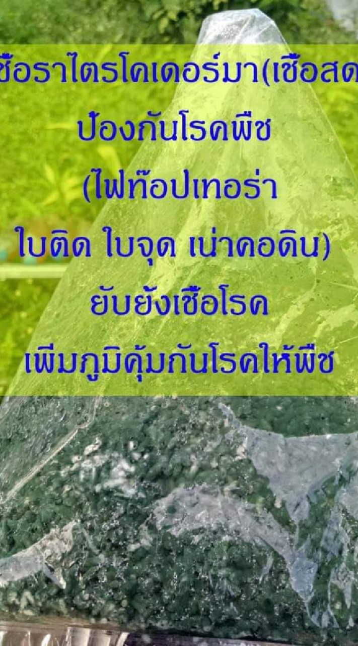 ไตรโคเดอร์มา​สวนแตง