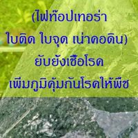ไตรโคเดอร์มา​สวนแตง