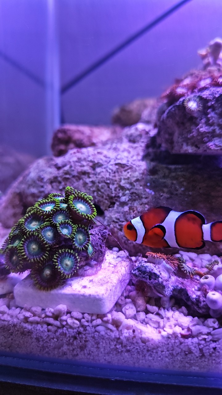 Pu sea​ fish.