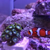 Pu sea​ fish.