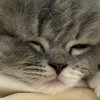ういコーナー、自分の好きな昆虫、動物、生き物系を語ろう(雑談)！